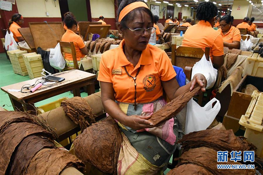 （國際&middot;圖文互動）（6）古巴優(yōu)質(zhì)手卷雪茄誕生記&mdash;&mdash;訪古巴最大雪茄廠