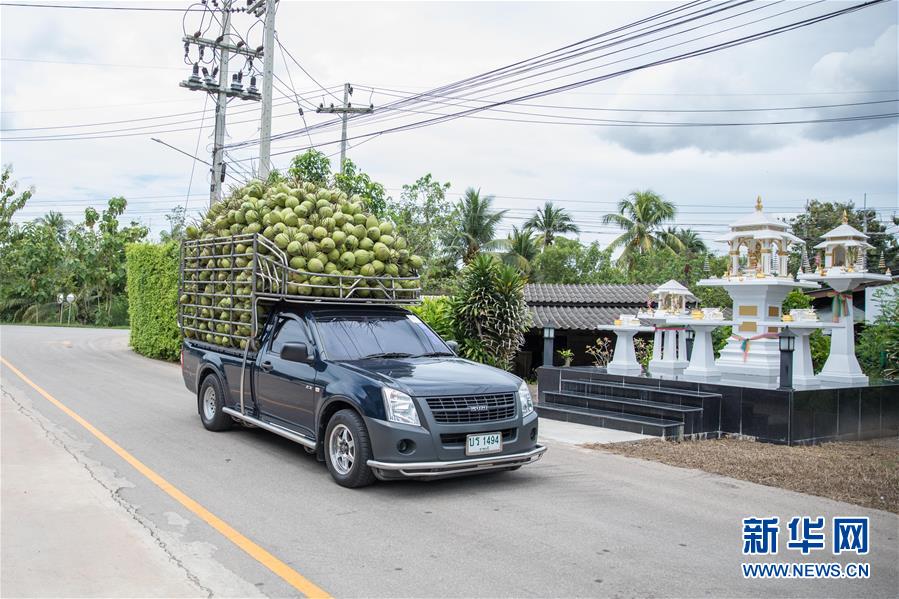 (第三屆進(jìn)博會·圖文互動(dòng))(1)通訊:椰香飄進(jìn)進(jìn)博會 市場開放共繁榮——一名泰國椰商的心聲