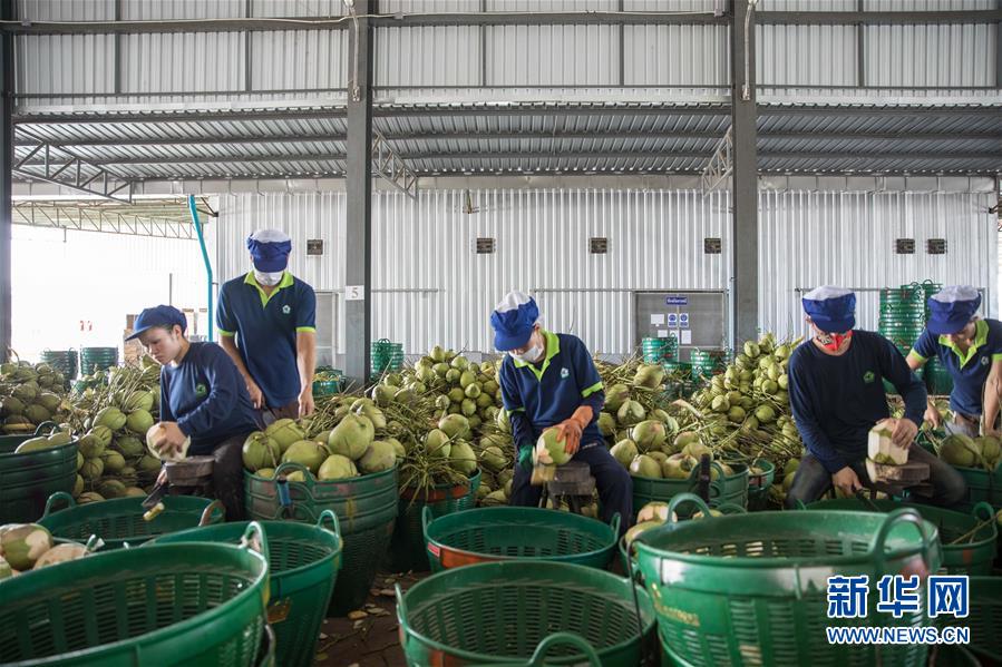 (第三屆進(jìn)博會·圖文互動(dòng))(3)通訊:椰香飄進(jìn)進(jìn)博會 市場開放共繁榮——一名泰國椰商的心聲