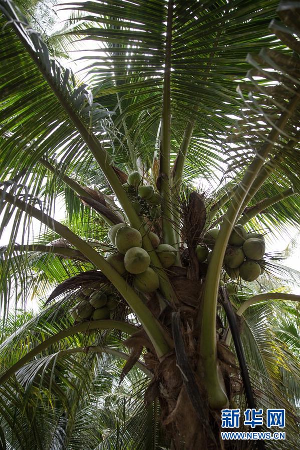 (第三屆進(jìn)博會·圖文互動(dòng))(6)通訊:椰香飄進(jìn)進(jìn)博會 市場開放共繁榮——一名泰國椰商的心聲