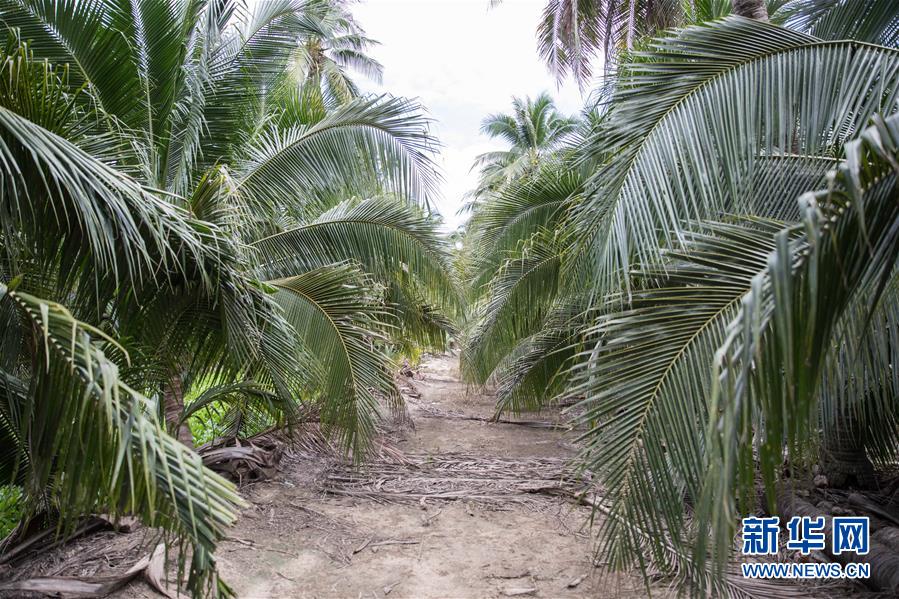 (第三屆進(jìn)博會·圖文互動(dòng))(7)通訊:椰香飄進(jìn)進(jìn)博會 市場開放共繁榮——一名泰國椰商的心聲