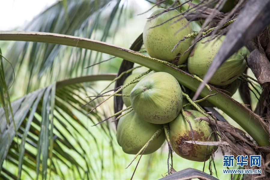 (第三屆進(jìn)博會·圖文互動(dòng))(8)通訊:椰香飄進(jìn)進(jìn)博會 市場開放共繁榮——一名泰國椰商的心聲