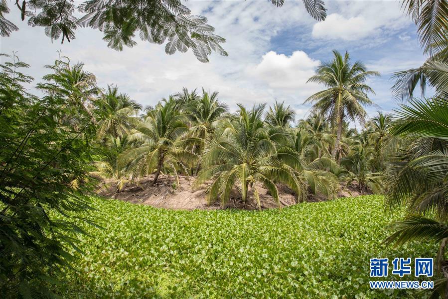 (第三屆進(jìn)博會·圖文互動(dòng))(9)通訊:椰香飄進(jìn)進(jìn)博會 市場開放共繁榮——一名泰國椰商的心聲