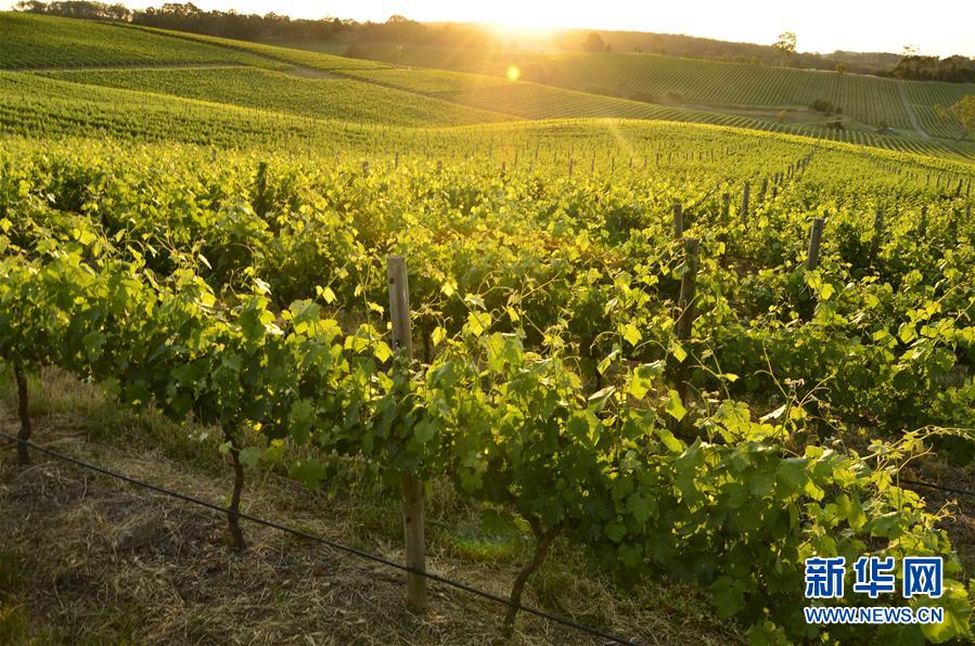 (第三屆進(jìn)博會·圖文互動(dòng))(1)專訪:進(jìn)博會是了解中國市場的好機(jī)會——訪澳大利亞諾瓦維塔葡萄酒集團(tuán)創(chuàng)始人卡臣