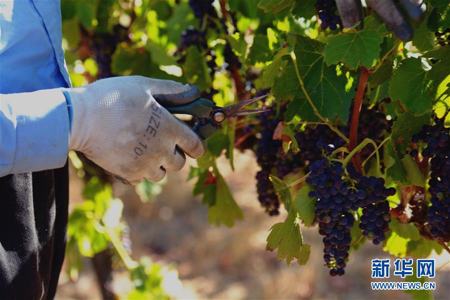 (第三屆進(jìn)博會·圖文互動(dòng))(2)專訪:進(jìn)博會是了解中國市場的好機(jī)會——訪澳大利亞諾瓦維塔葡萄酒集團(tuán)創(chuàng)始人卡臣