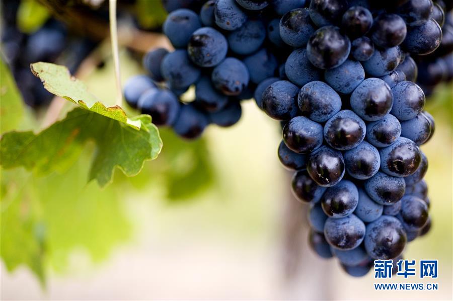 (第三屆進(jìn)博會·圖文互動(dòng))(4)專訪:進(jìn)博會是了解中國市場的好機(jī)會——訪澳大利亞諾瓦維塔葡萄酒集團(tuán)創(chuàng)始人卡臣