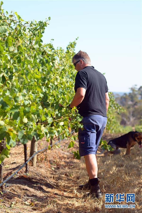 (第三屆進(jìn)博會·圖文互動(dòng))(8)專訪:進(jìn)博會是了解中國市場的好機(jī)會——訪澳大利亞諾瓦維塔葡萄酒集團(tuán)創(chuàng)始人卡臣