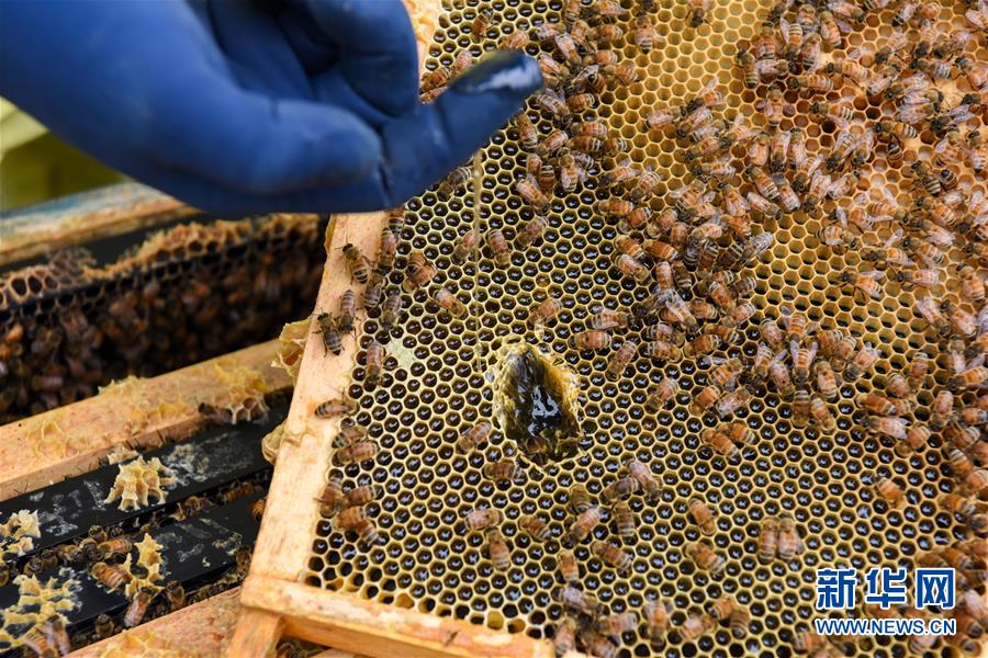 （第三屆進博會&middot;圖文互動）（6）通訊：新西蘭的進博會味道，甜