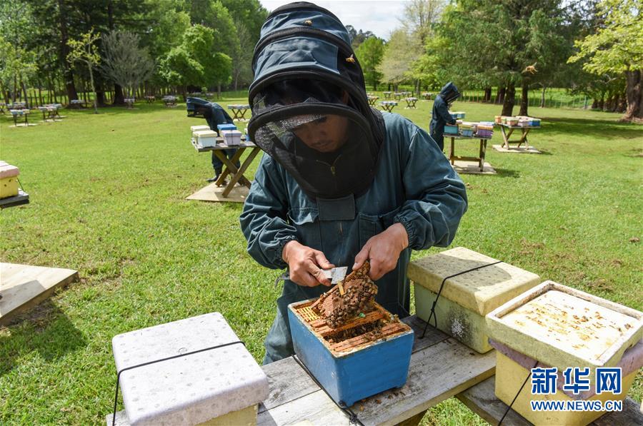 （第三屆進(jìn)博會&middot;圖文互動）（7）通訊：新西蘭的進(jìn)博會味道，甜