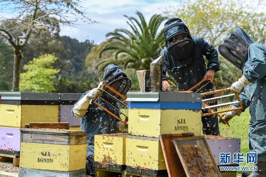 （第三屆進(jìn)博會&middot;圖文互動）（8）通訊：新西蘭的進(jìn)博會味道，甜