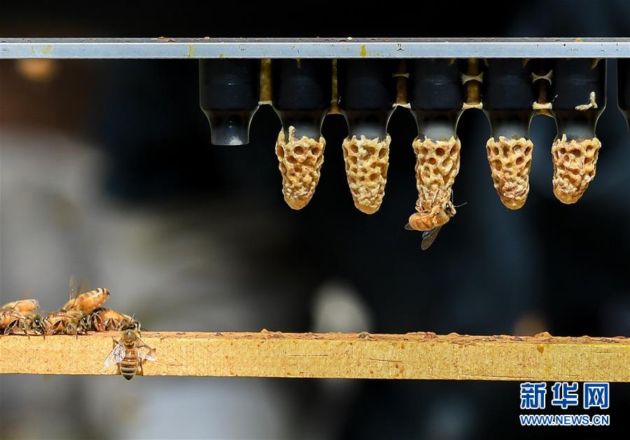 （第三屆進(jìn)博會&middot;圖文互動）（9）通訊：新西蘭的進(jìn)博會味道，甜