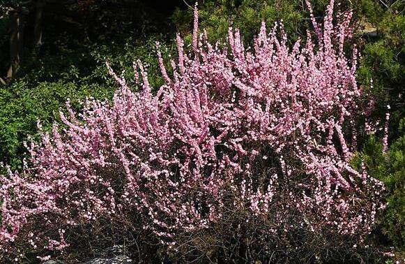 &ldquo;心&rdquo;花怒放