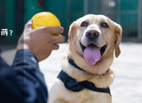 為了“破冰”，它們英勇無畏！