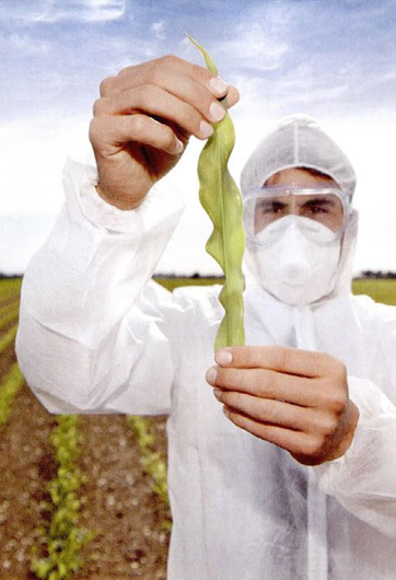 轉(zhuǎn)基因“轉(zhuǎn)”的是什么？