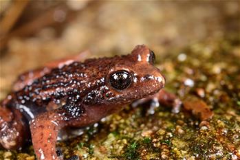 云南高黎貢山發(fā)現(xiàn)兩棲動物新種&ldquo;騰沖齒突蟾&rdquo;