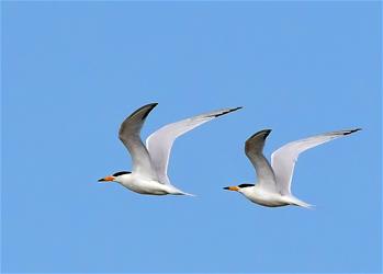 特寫(xiě)：“神話(huà)之鳥(niǎo)”的“閩江口舞步”